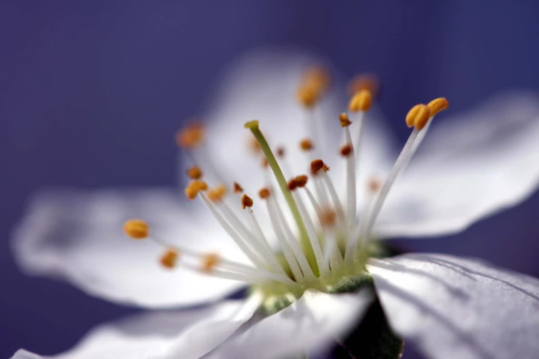 a white flower with yellow stamens and small pollen