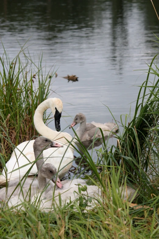 a family of swans is in a pond