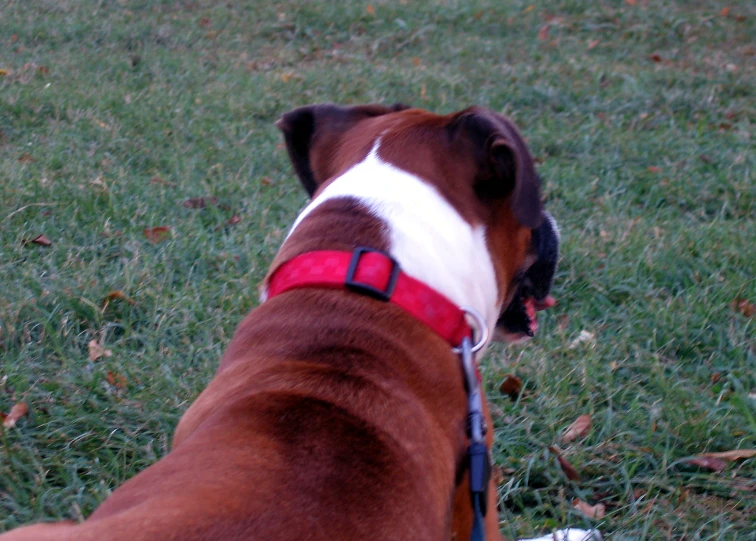 a brown and white dog laying on top of a grass covered field