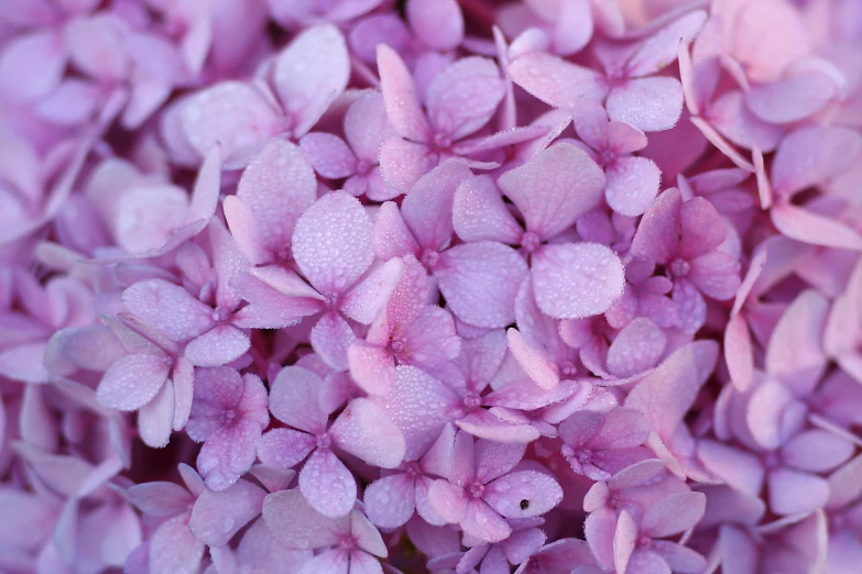 pink flowers with drops of water on them