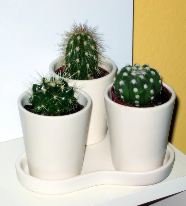 three small cacti are placed in the shape of a circle on a tray