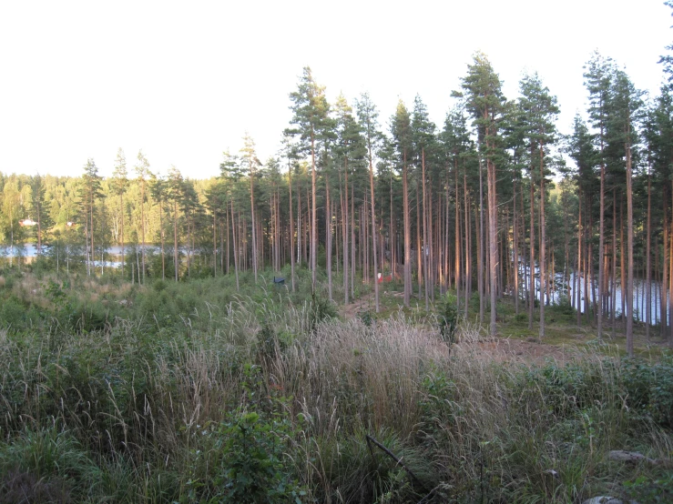 an area of tall grass and trees near a body of water