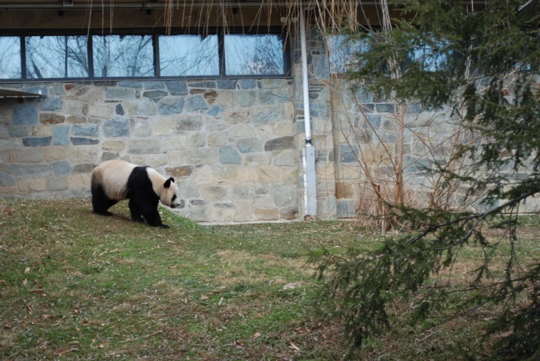 a panda walks next to the stone building