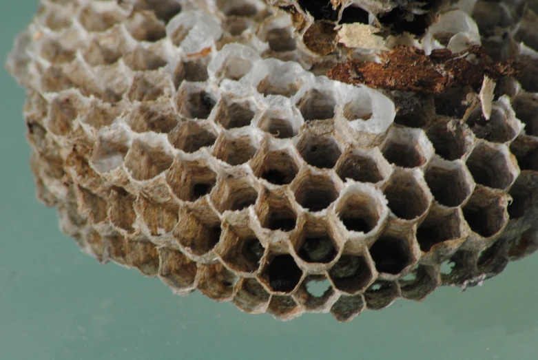 the inside of a honey cell with the water below