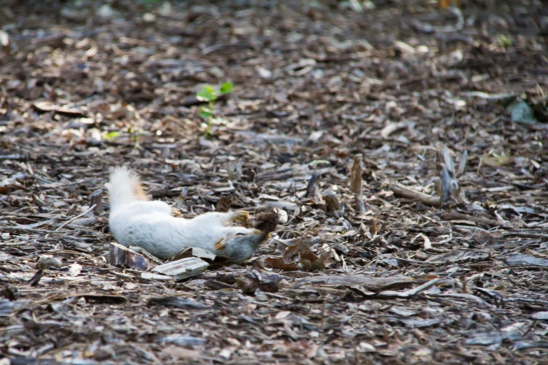 a small squirrel standing on its own side on the ground