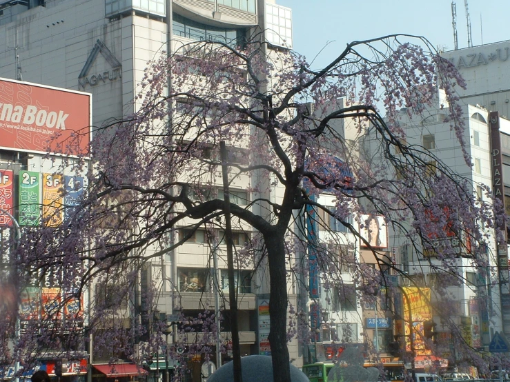 a bare tree stands in front of buildings
