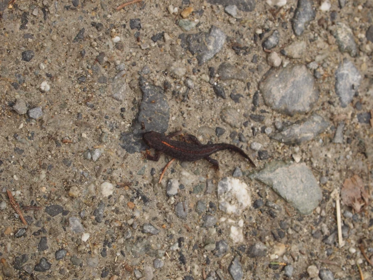 a brown bug crawling on top of a road