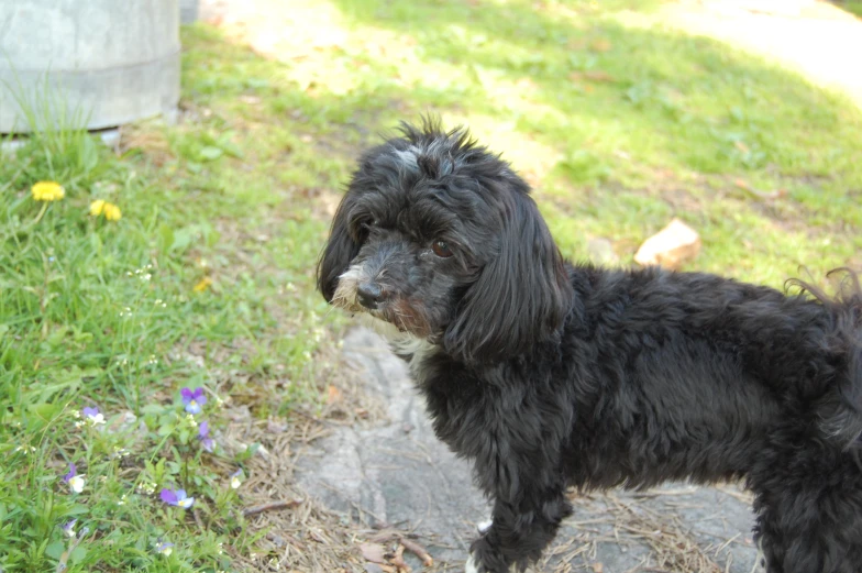 black dog standing in grass with flowers around