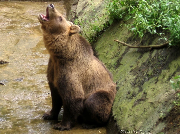 a brown bear is standing in a muddy area