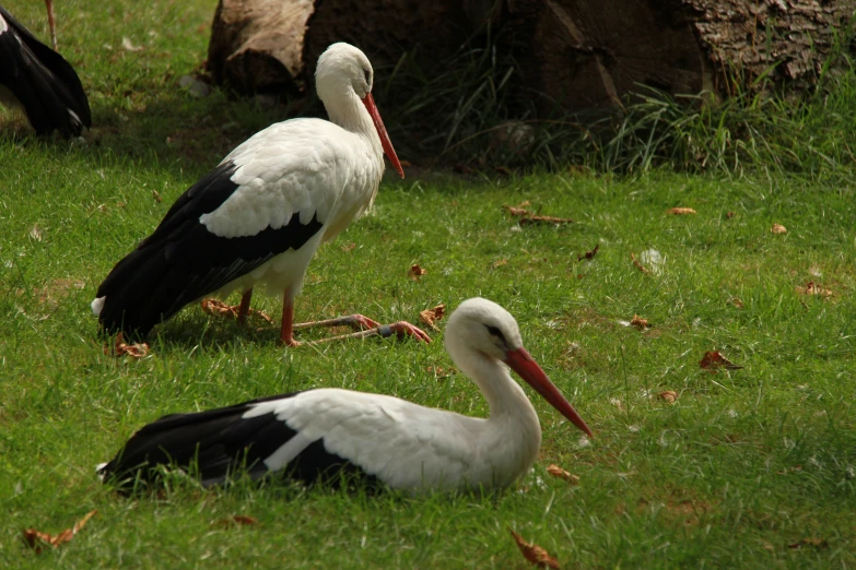 there are many birds in this field of green grass