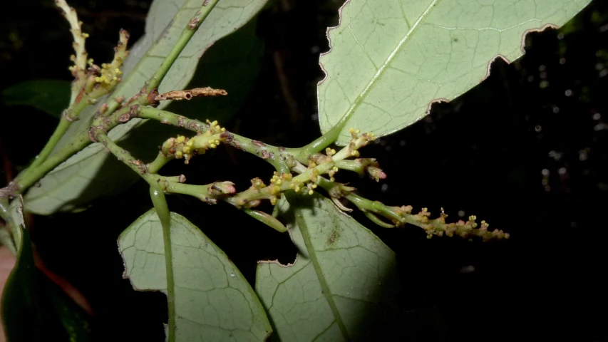 a leaf with multiple stems is pictured here