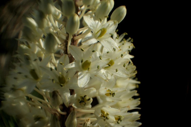 closeup of white flowers in the dark