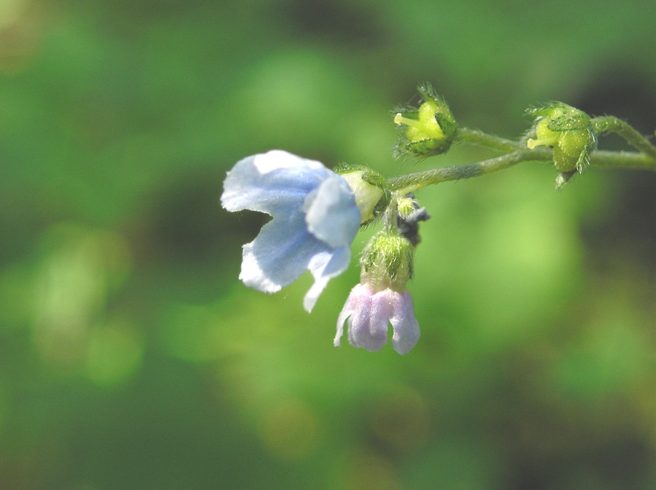 a close up picture of a flower with other flowers in the background