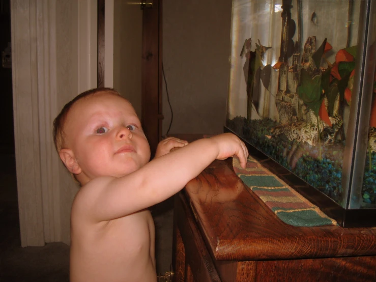 small child staring at aquarium in living room