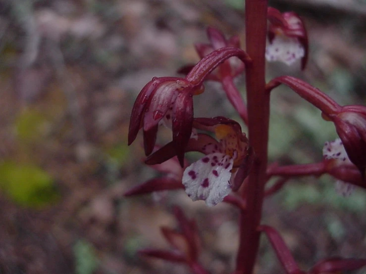 the red and white flowers are growing from the green stalk