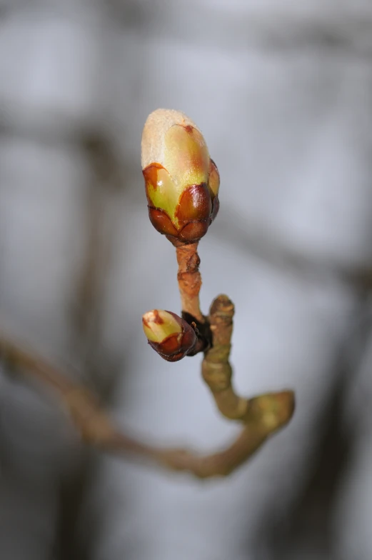 a flower bud and a stalk from the top