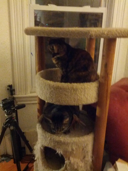 two cats in the cat tree that is up close to the camera