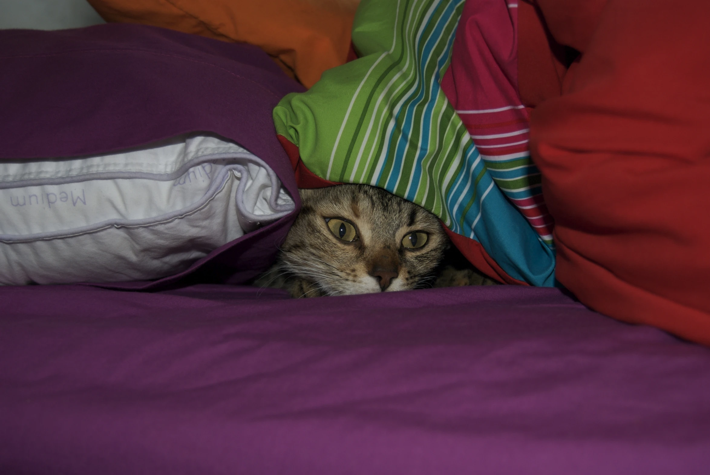 a cat hiding behind a bunch of pillows