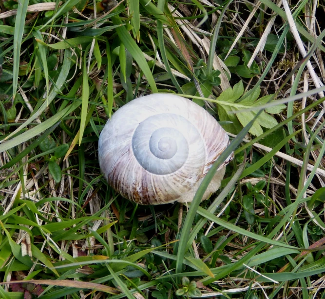 an odd looking shell on the grass in a field