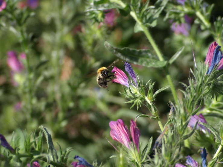 a bum gathers nectars from the tip of the flower stalk