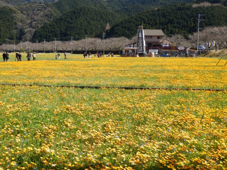 several people walking in a large field with yellow flowers