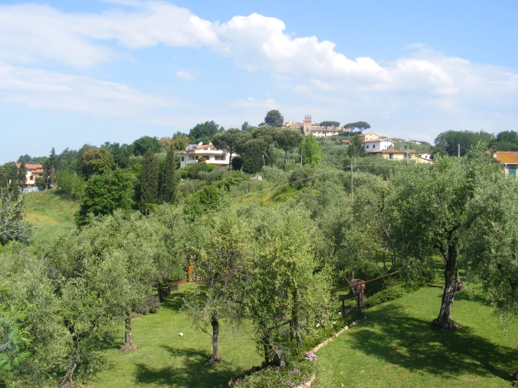 a bunch of trees with houses on a hill in the background