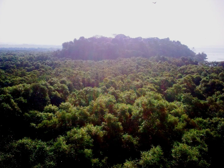 sun rises over a lush forest with trees in the foreground