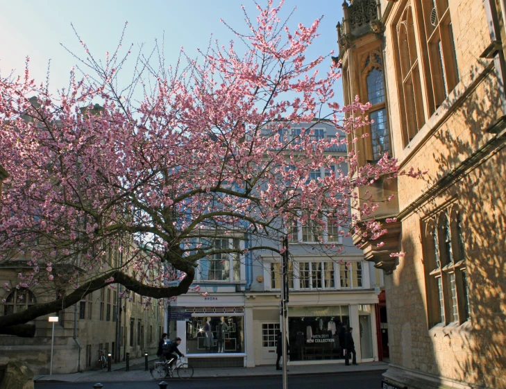 a pink tree stands in front of some buildings