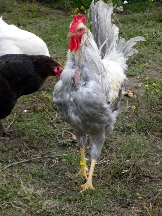 two chickens that are next to each other on grass