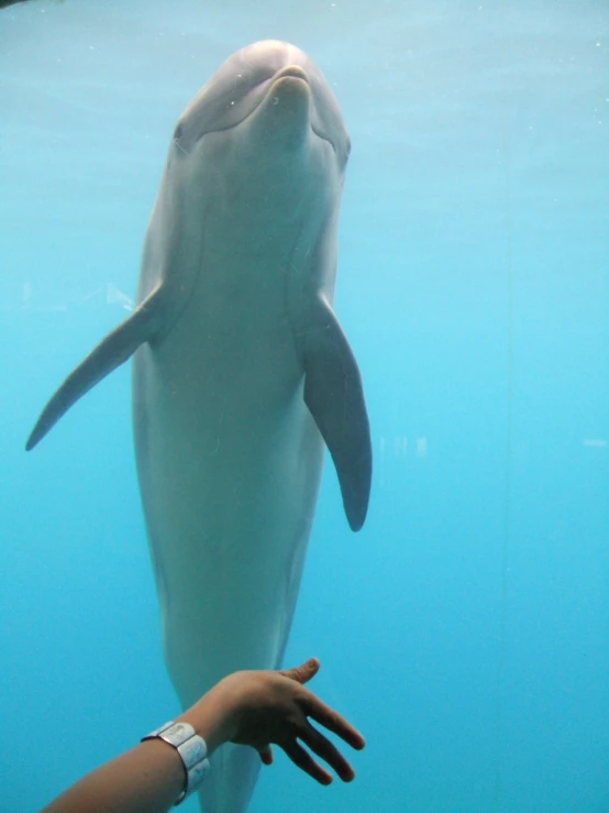 a woman is petting the face of a dolphin under water