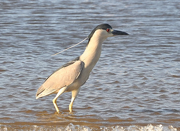 a seagull walking on the beach in the water