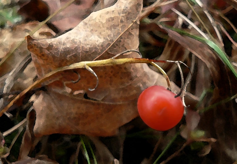 a single red vine sitting on the ground in the grass