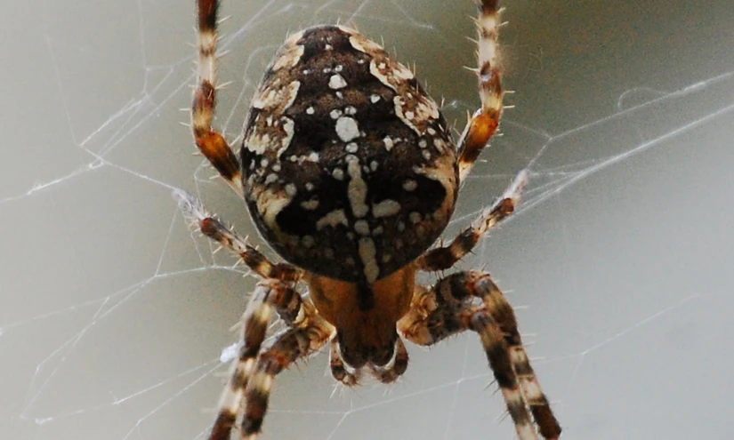 a spider sitting on top of its web