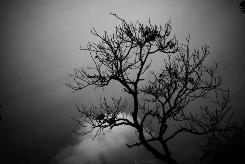 a bare tree against a dark sky with some clouds