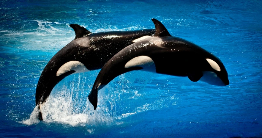 two black and white orca jumping up in the air