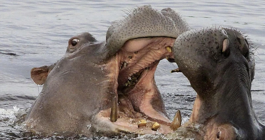 three hippos are in a body of water fighting