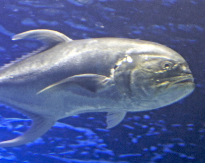 a fish swims over the surface of an aquarium