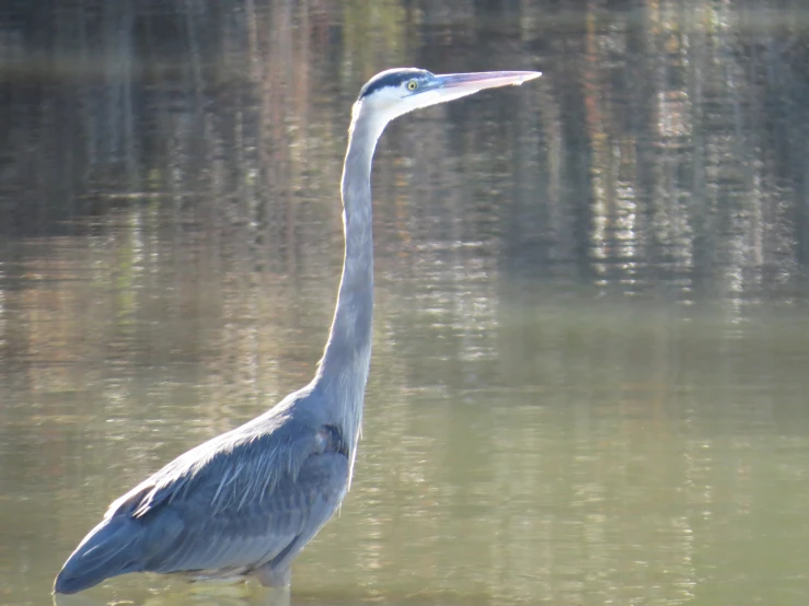 a white bird is standing in shallow water