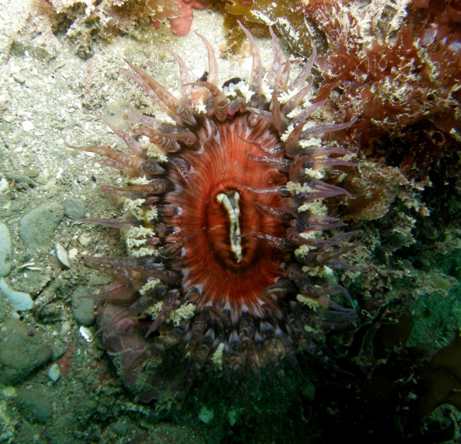 an orange sea animal with some green algae under it