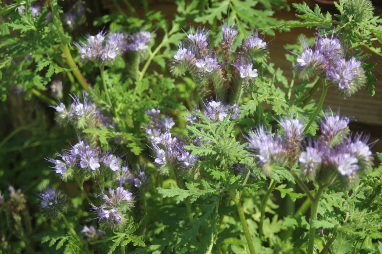 many purple plants with green leaves in front of a wall