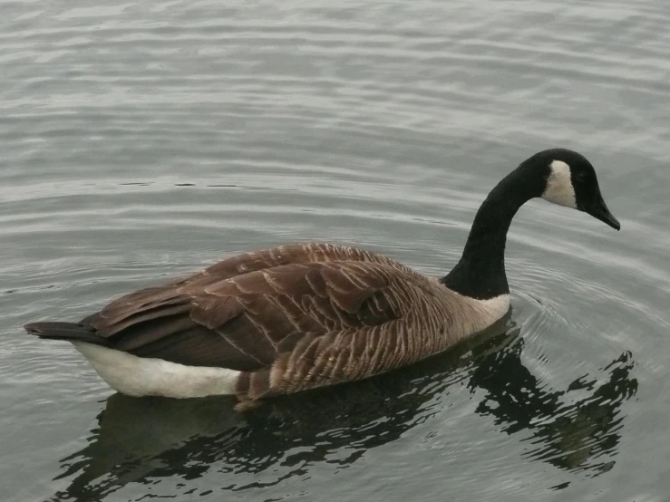 the large goose is swimming in the pond