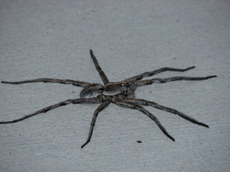 a close up of a spider on the ground