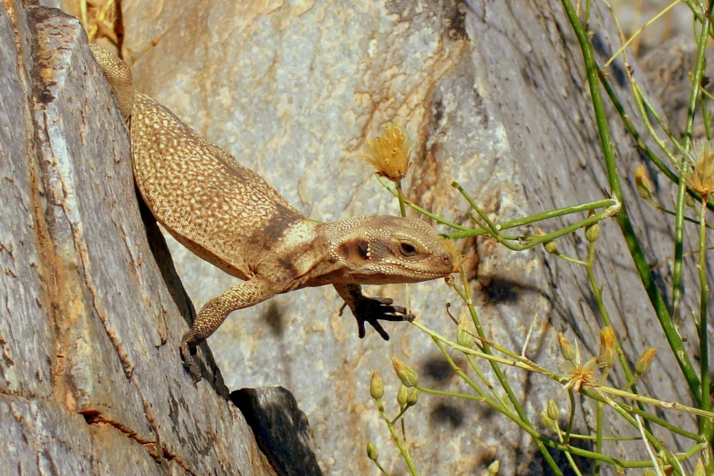 a lizard climbing on a large tree trunk