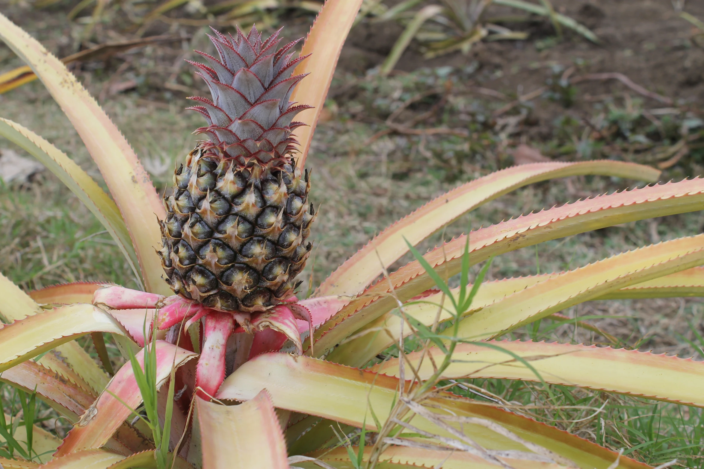 a pineapple that is growing on a plant