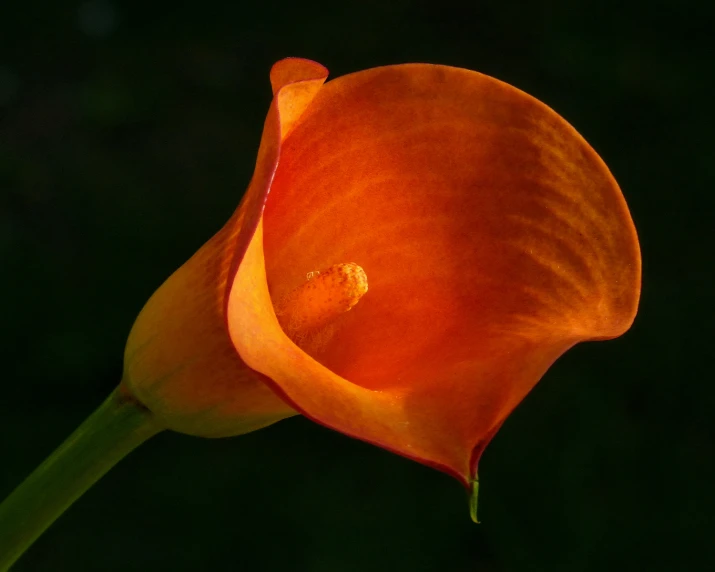 a beautiful orange flower on a green stem