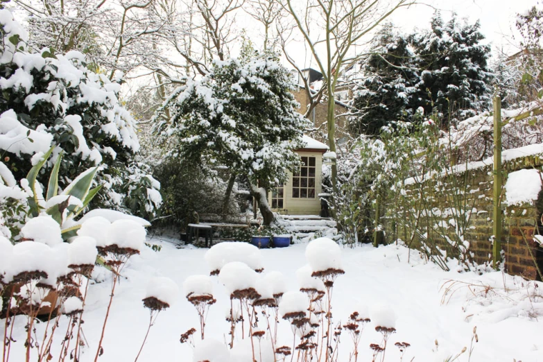 a snowy yard covered with lots of snow