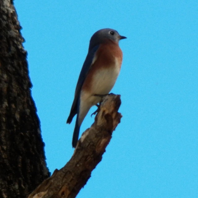 a brown bird standing on top of a tree limb