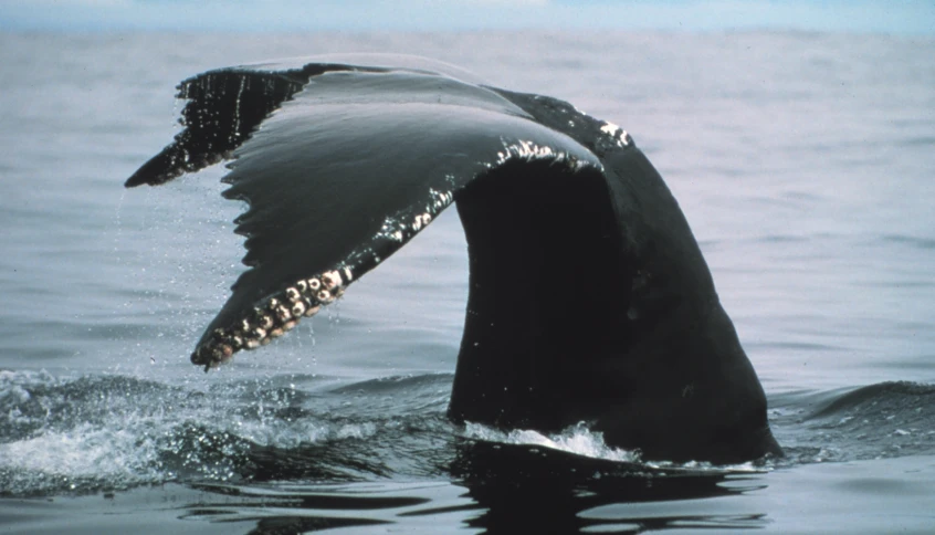 a humpback whale diving out of the water