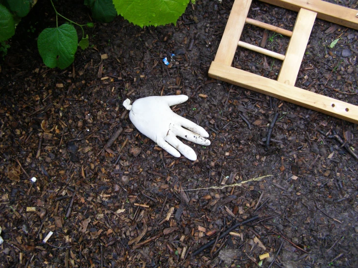 someones hand that was lying in the ground