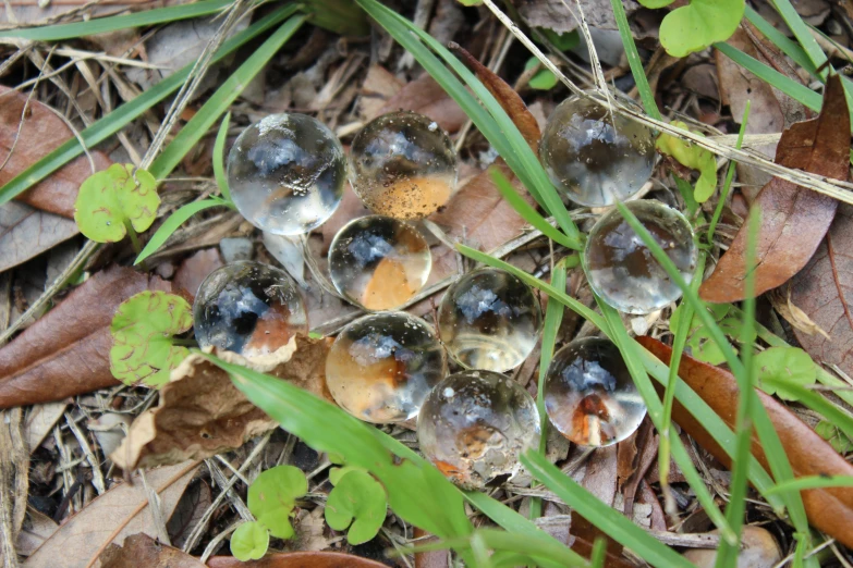 little jelly eggs are growing on the grass